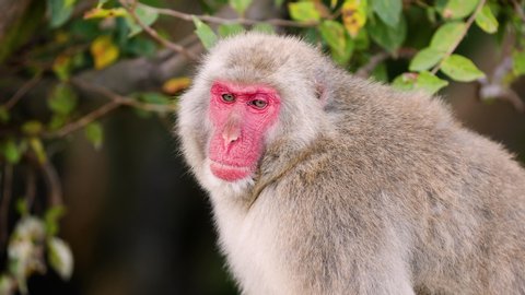 Mother And Baby Japanese Macaque Video De Stock 100 Libre De Droit Shutterstock