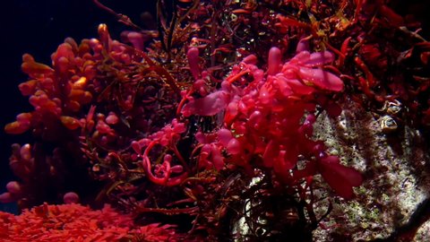 Botryocladia occidentalis is the botanical name of a species of pluricellular marine red algae of the genus Botryocladia, family Rhodymeniaceae.