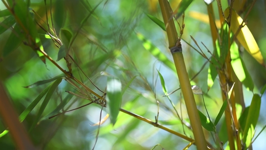 Bamboo video. Небесный бамбук. Проростки бамбука. Bamboo video. Bamboo video.