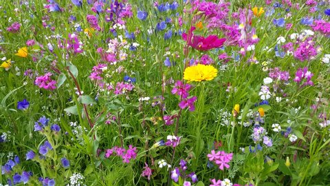 Flowers in the flower meadow are moving in the wind