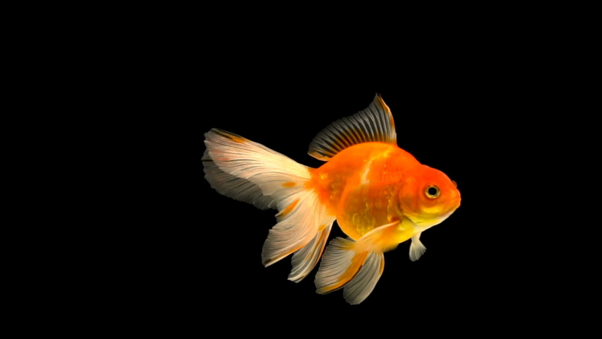 Goldfish swimming on black background | Shutterstock HD Video #1031810939