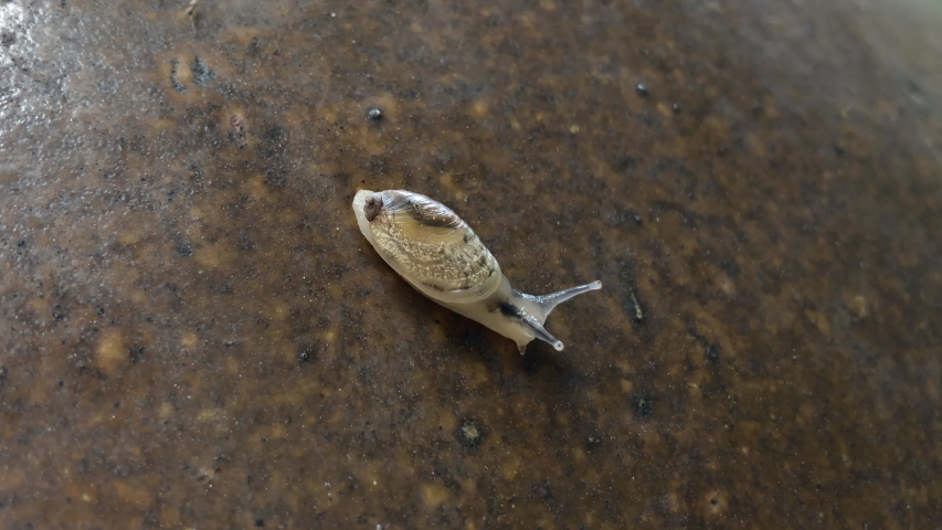 The snail moving in the graden