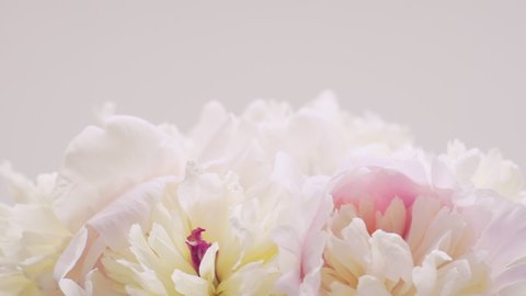 Bouquet of white-pink peonies on a white background. Natural floral background. Valentines day concept, wedding backdrop