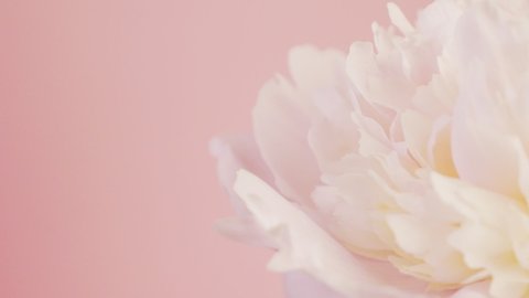 Peony rotates on a pink background on the right. Natural floral background