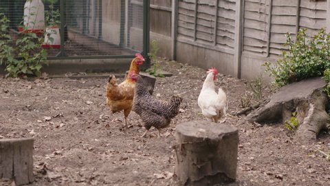 Happy chickens planning to take over the world in a free range chicken coop in an off grid garden