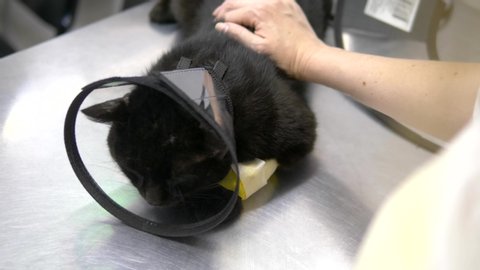 black sad cat in a cone on a table at a veterinary clinic