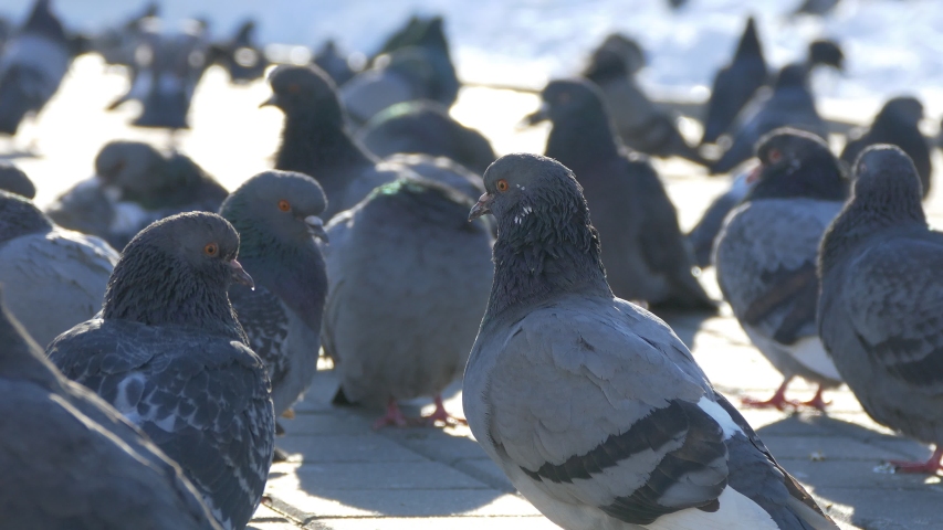 Ungraded: A lot of pigeons on the sidewalk on a cold winter day. Ungraded H.264 from camera without re-encoding.