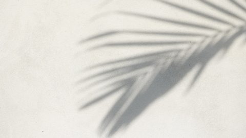 abstract background texture of shadows palm leaves on a concrete