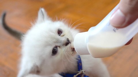 Sitting three weeks old tabby kitten being hand fed with a bottle of milk on the floor