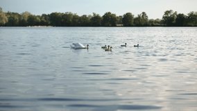 Swan with cygnets on lake in evening light. 4K resolution, shallow depth of field. May 2019, Czech Republic.