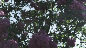 A flowering branch of a lilac of a flower on a bush with drops of water on leaves and flowers. Slow panoramic video.