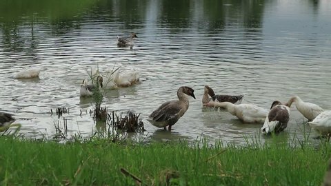 Group of geese swimming in the river pond