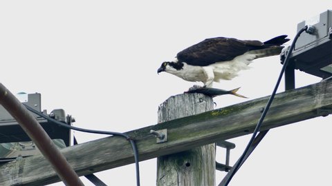 Osprey is eating fish on an electric pool in windy and rainy day