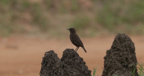 Anteater chat [Northern Anteater Chat] singing in the Masai Mara, Kenya in East Africa