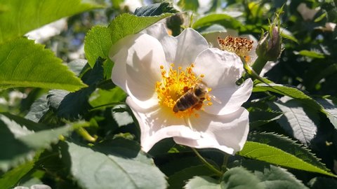 Hardworking bee collects pollen from the white dog roses flower on a Sunny summer day in the city Park