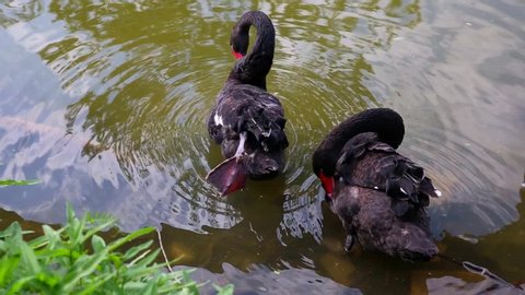 Two black swans at the water's edge. Black swans swim together. Black swans preen their feathers