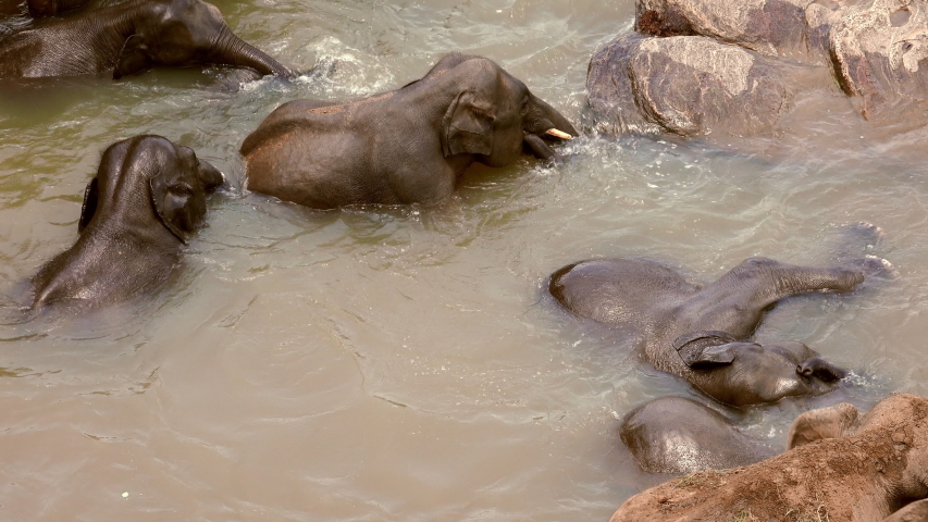 Asian elephants bathing in river. Family of large wild animals wallowing in muddy water. Group of gorgeous exotic mammals washing their bodies in pond. Pinnawala Elephant Orphanage, Sri Lanka.