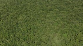 Aerial View of Forest Green Trees in a sunny day summer