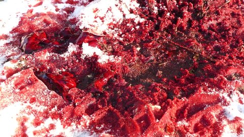 blood clots melt the snow and shimmer in the sun