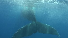 Tail of humpback whale underwater of Pacific Ocean. Giant animal Megaptera Novaeangliae in Tonga Polynesia. Concept of giant sea animals and underwater megafauna.