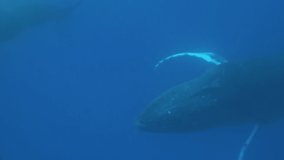 Humpback whale underwater in Pacific Ocean. Megaptera Novaeangliae whale in blue water in Tonga Polynesia. Concept of giant sea animals and megafauna.