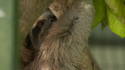 Extreme close-up portrait low angle  still shot of a three-toed sloth on the bark of a leafy tropical tree, sloth sanctuary, Costa Rica