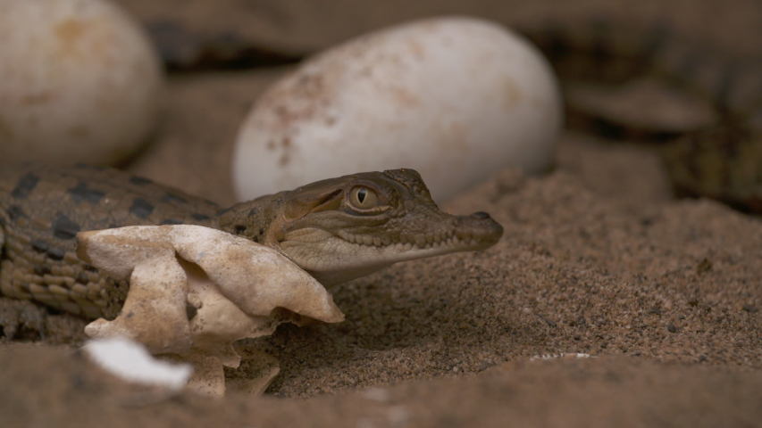 Extreme close-up of a cute baby Orinoco crocodile at a hatching sandy location, Wisirare conservation Park, Colombia