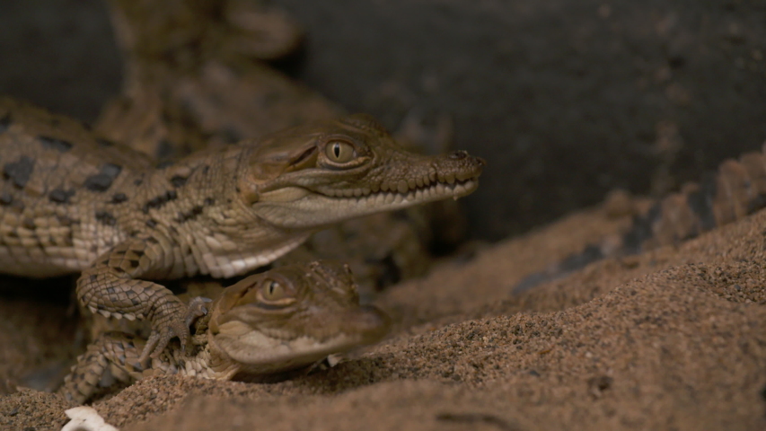Extreme close-up of young cute baby orinoco crocodiles crawling and staying together at Wisirare conservation, Casanare, Colombia