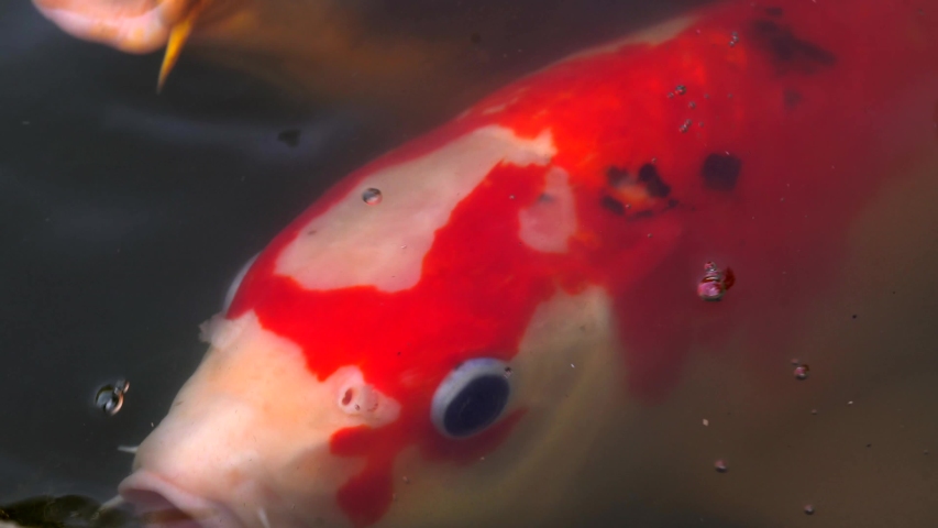 This close up macro video shows a beautiful white and orange koi fish blowing bubbles in murky water.