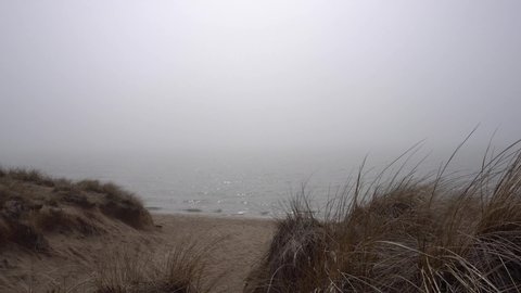Beach grass on dune along lakeshore on foggy morning. 