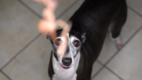 This close up video shows a cute and excited italian greyhound dog licking it's lips and looking up longingly at a fresh bacon treat being dangled it's owner.