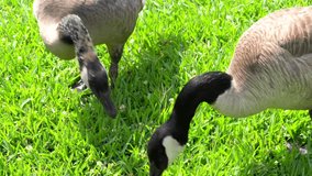 This video shows a group of wild canadian geese birds feeding on lush green grass on a sunny day.