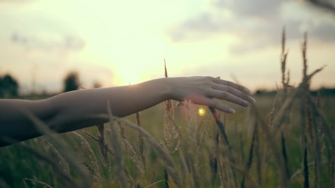 Woman Walking On Summer Field. Woman Hands Touches Flowers. Hand Touches Grass In Wheat Field. Sun Through Hands. Girl Relax On Morning. Female Enjoying Nature At Sunrise. Beautiful Woman On Meadow