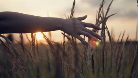 Beautiful Woman On Meadow.Sun Through Hands.Girl Relax On Morning.Woman Walking On Summer Field.Woman Hands Close Up Touches Flowers.Hand Touches Grass In Wheat Field.Female Enjoying Nature At Sunrise