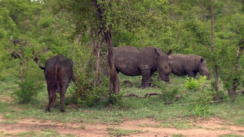 Large White Rhino Scaring an African Buffalo Away