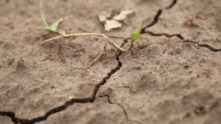 Dry soil of field, crack on ground. Arid climate. | Shutterstock HD Video #1031898458