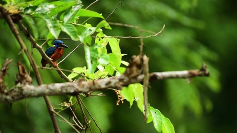 Blue-eared kingfisher (Scientific name: Alcedo meninting) The tiny beautiful blue bird perching on the branch with green background.