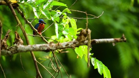 Blue-eared kingfisher (Scientific name: Alcedo meninting) The tiny beautiful blue bird perching on the branch with green background.