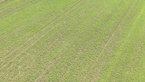Field of green peas after spraying with herbicides 4K drone video