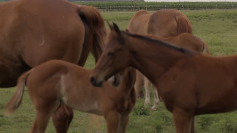 Two young colts on a horse ranch nuzzle and love on each other