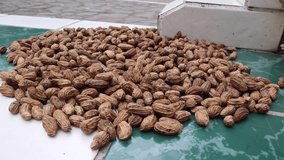 Close up video of Fesh brown peanuts