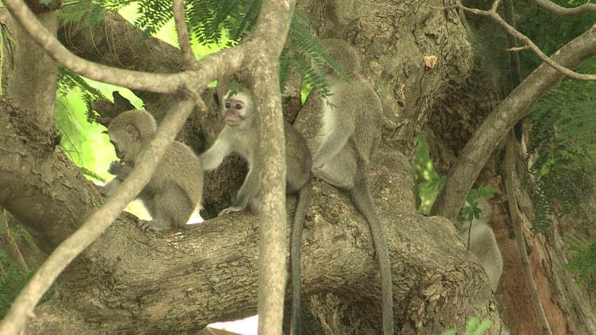 Baby monkeys playing together in tree