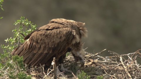 bird, black vulture "Aegypius monachus" in its nest