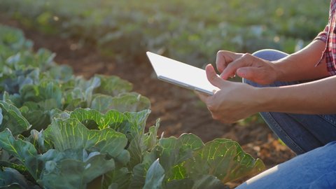 Close-up of hands with a digital tablet in a cabbage field at sunset. Inspection and registration of crop growth data. Woman working with a digital tablet in a cabbage field