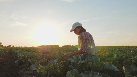 Woman working with a digital tablet in a cabbage field at sunset. Inspection and registration of crop growth data.
