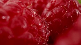 Fresh Organic Raspberries in Slow Motion