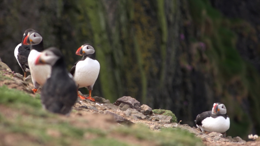 Puffins on a cliff on Skomer Island Wales UK 4K. Flowers and grass as puffins go into holes to nest some with fish.