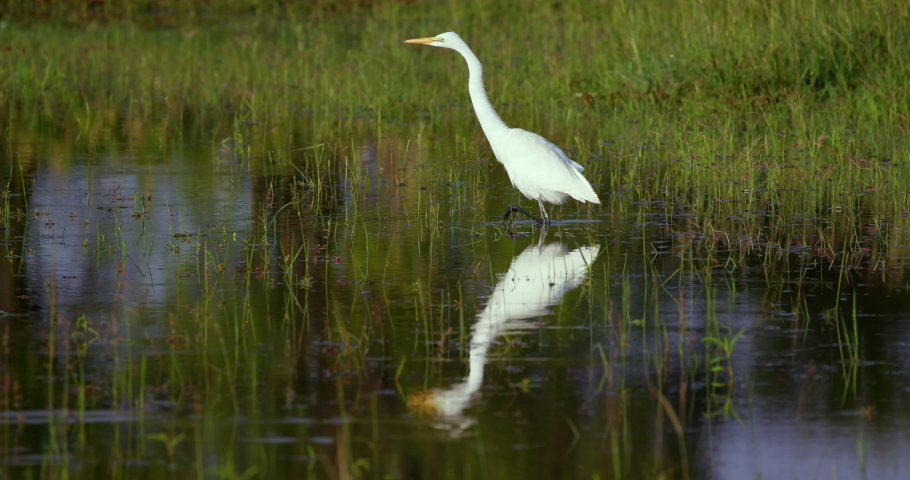 Great Egret In Natural Pond; Maasai Mara Kenya Africa