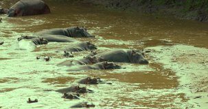 Hippopotamuses Near River Bank; Maasai Mara Kenya Africa