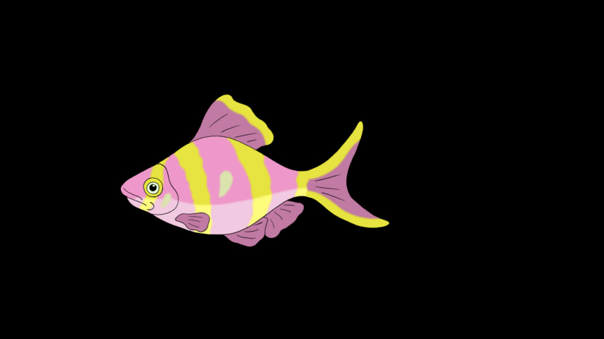 Big Rose-yellow striped Aquarium Fish floats in an aquarium. Animated Looped Motion Graphic with Alpha Channel. | Shutterstock HD Video #1031920862